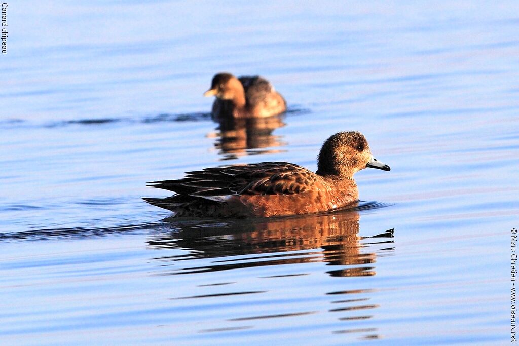 Canard chipeauadulte