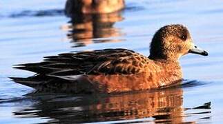 Canard chipeau