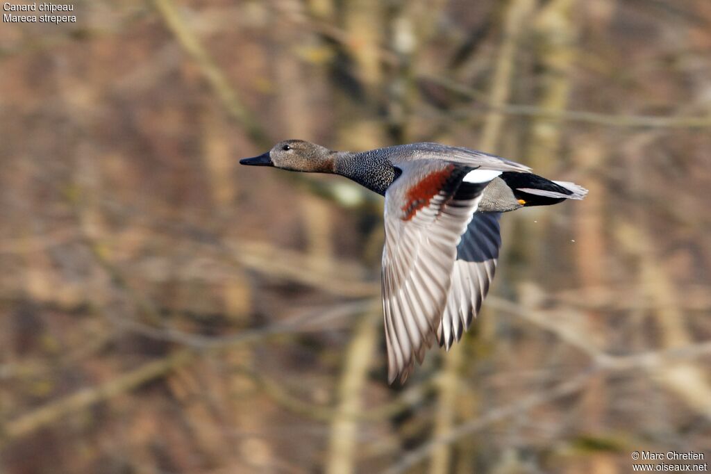 Canard chipeau mâle adulte