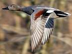 Canard chipeau