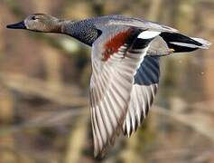 Gadwall