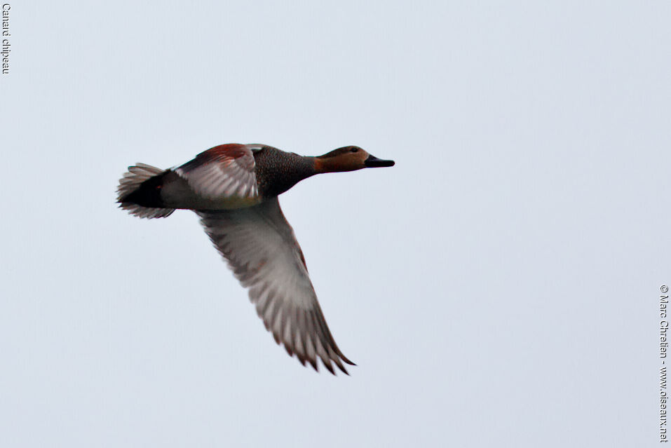 Canard chipeau mâle adulte