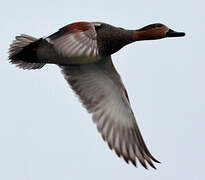 Gadwall