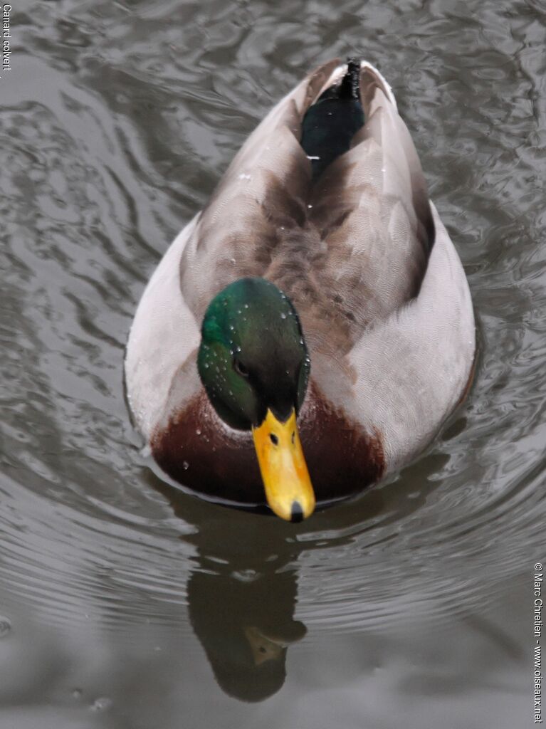 Mallard male