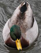 Canard colvert