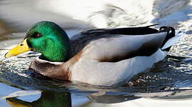 Canard colvert