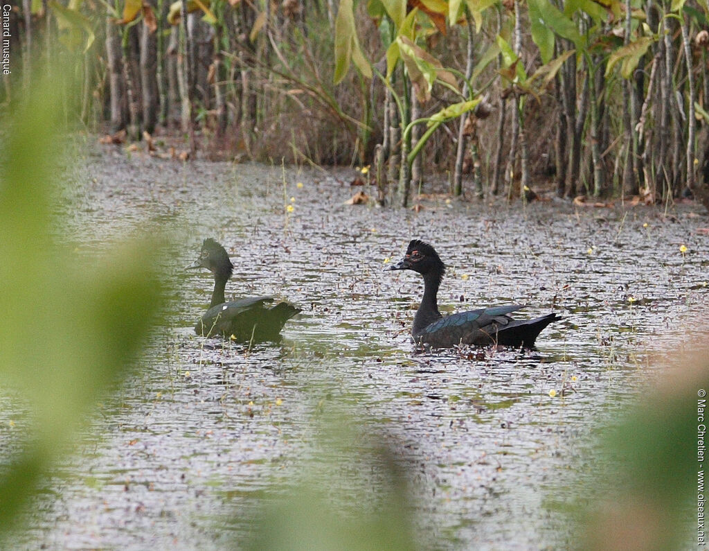 Canard musqué