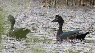 Canard musqué