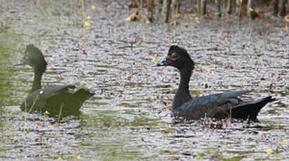 Canard musqué