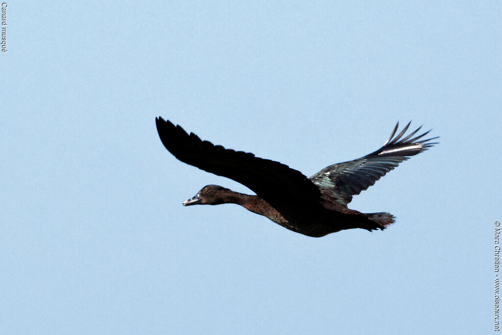 Canard musqué femelle adulte