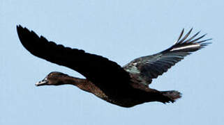 Muscovy Duck