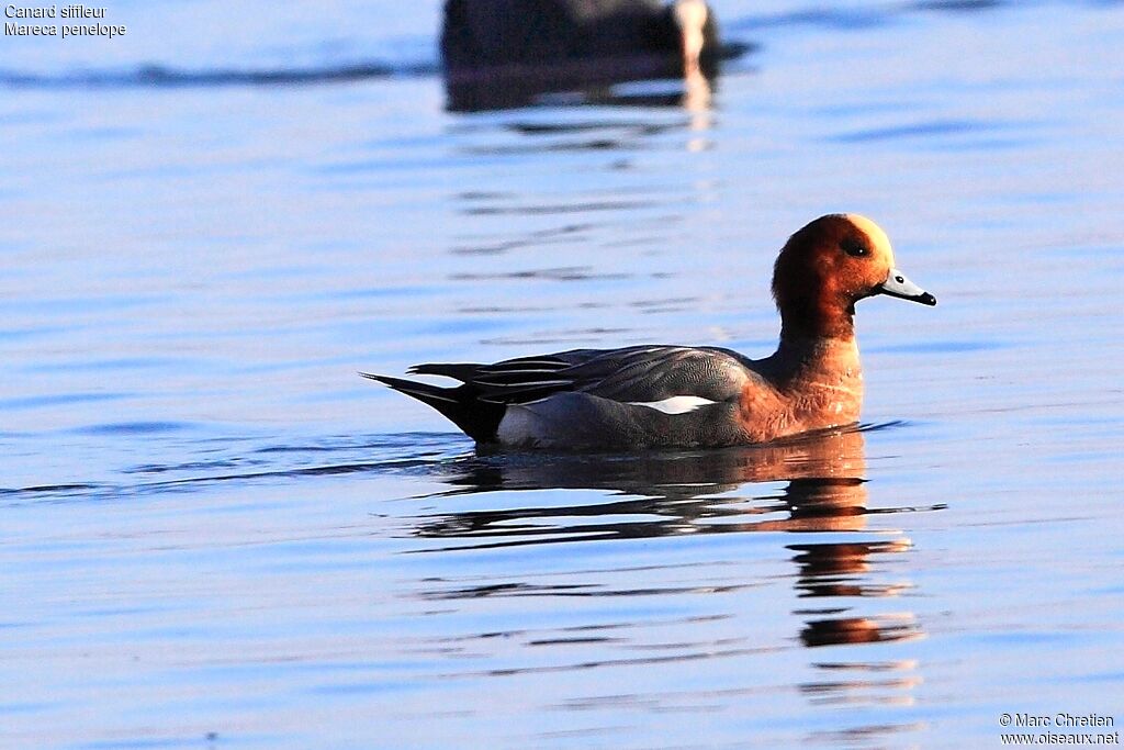 Canard siffleur