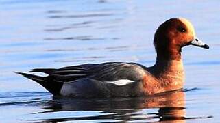 Canard siffleur