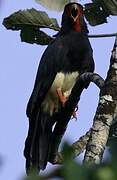 Red-throated Caracara