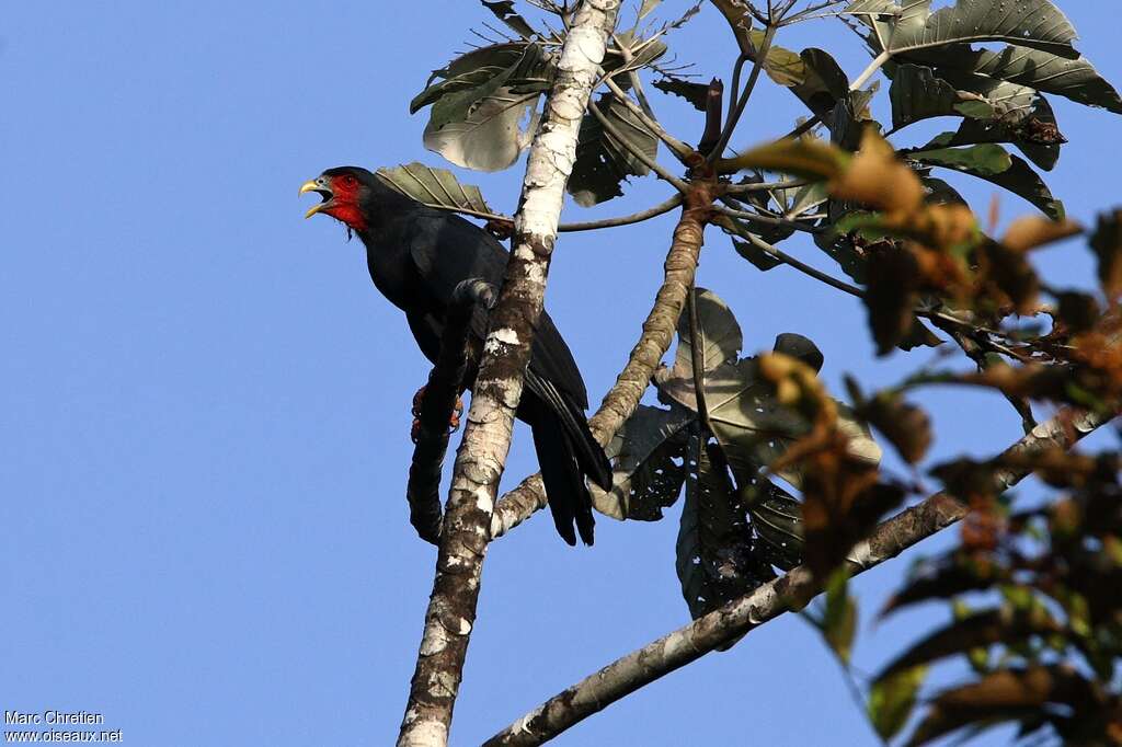 Red-throated Caracaraadult, Behaviour