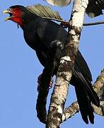 Red-throated Caracara