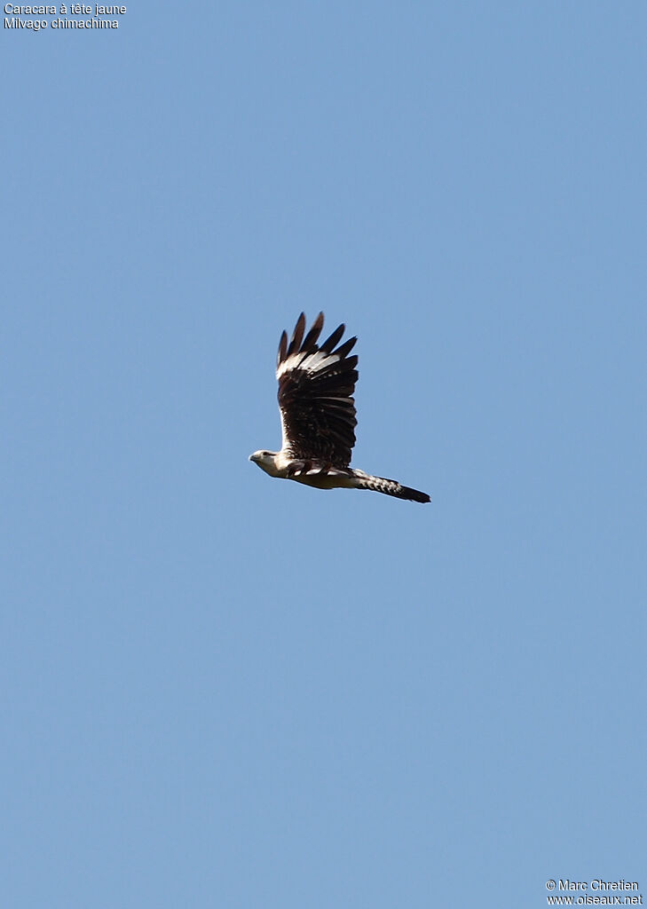 Caracara à tête jauneadulte