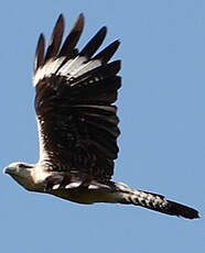 Caracara à tête jaune