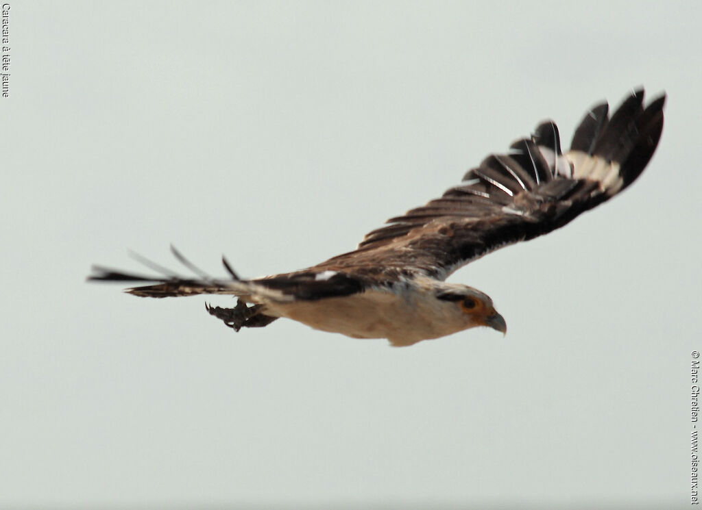 Yellow-headed Caracara