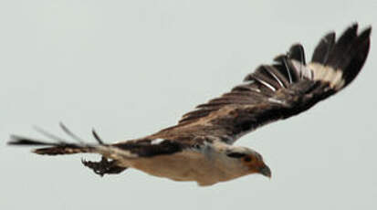 Caracara à tête jaune