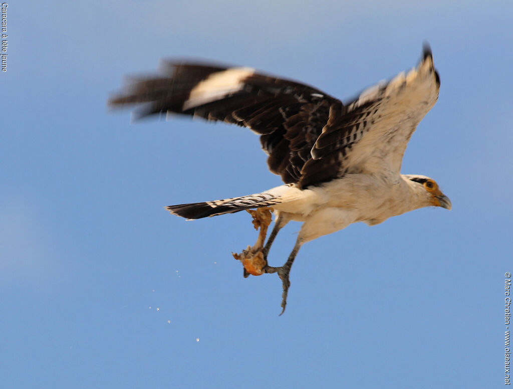 Yellow-headed Caracara