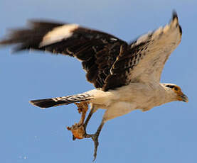 Caracara à tête jaune