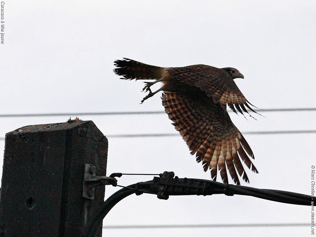 Caracara à tête jauneimmature