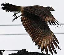 Yellow-headed Caracara