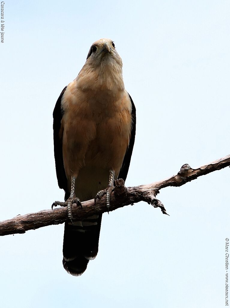 Yellow-headed Caracaraadult