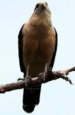 Caracara à tête jaune