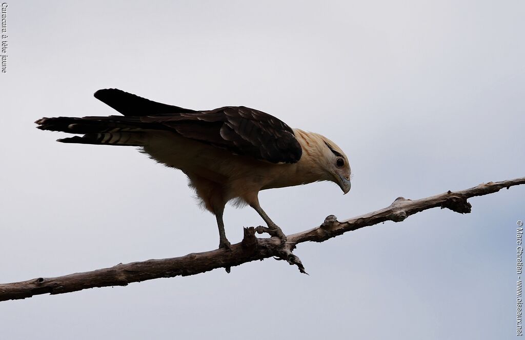 Caracara à tête jauneadulte