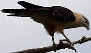 Caracara à tête jaune