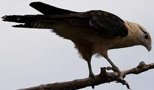 Yellow-headed Caracara