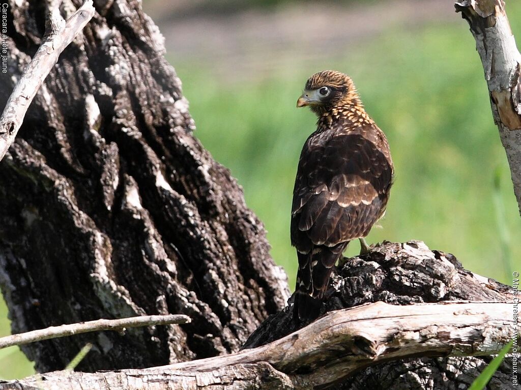 Caracara à tête jauneimmature