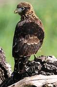 Yellow-headed Caracara