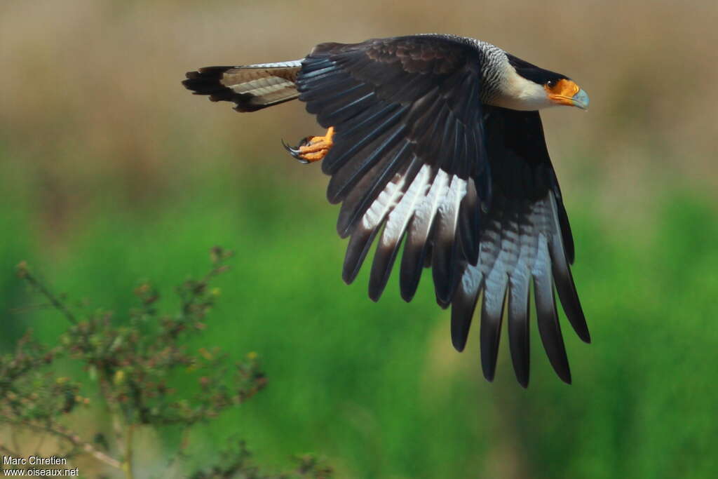 Caracara du Nordadulte, pigmentation, Vol