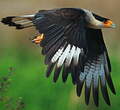 Caracara du Nord