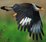 Northern Crested Caracara