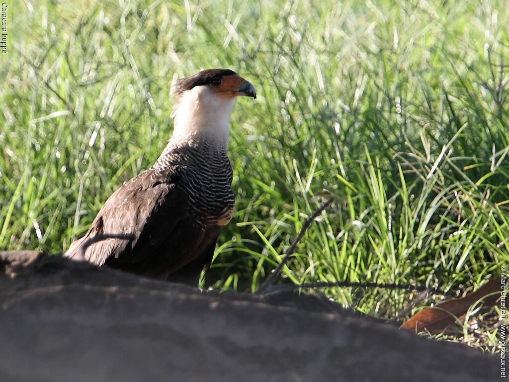 Southern Crested Caracara