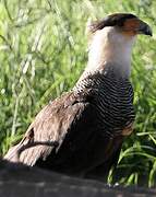 Southern Crested Caracara