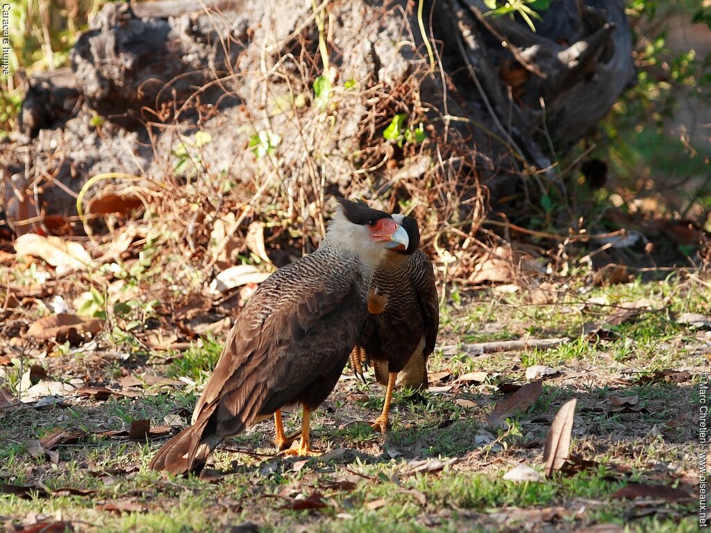 Caracara huppé