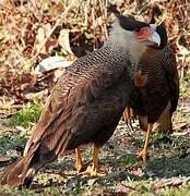 Caracara huppé