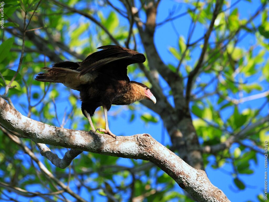 Crested Caracaraadult