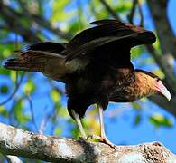 Caracara huppé