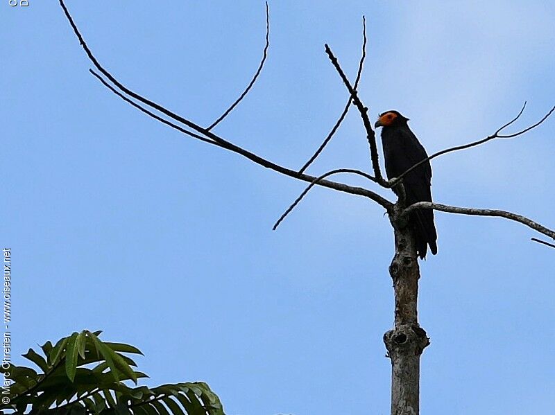 Caracara noiradulte