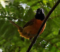 Red-and-black Grosbeak