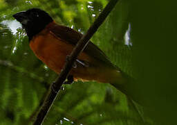 Red-and-black Grosbeak