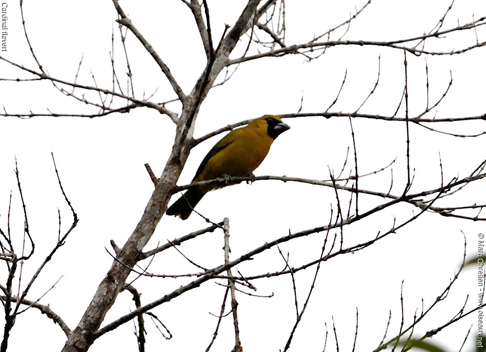 Yellow-green Grosbeak