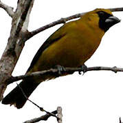 Yellow-green Grosbeak