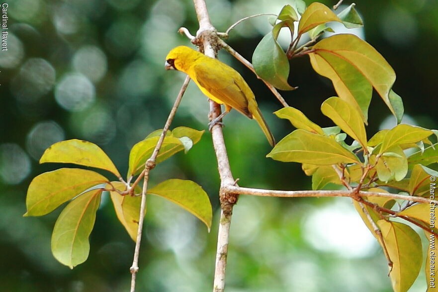 Cardinal flavert